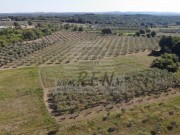 Terreno agricolo - Cittanova (05060)
