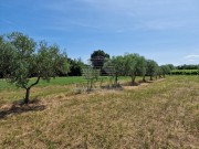 Terreno agricolo - Cittanova (05003)