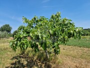 Terreno agricolo - Cittanova (05003)