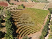 Terreno agricolo - Verteneglio (05681)