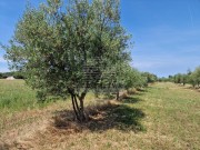 Terreno agricolo - Cittanova (05003)