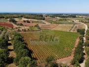 Terreno agricolo  - Verteneglio (05681)