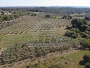 Terreno agricolo - Cittanova (05060)