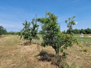 Terreno agricolo - Cittanova (05003)