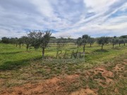 Terreno agricolo - Cittanova (04422)