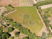 Terreno agricolo - Verteneglio (05681)