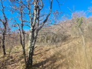 Casa istriana - Buie (04429)