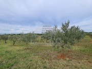 Terreno agricolo - Cittanova (04422)
