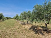 Terreno agricolo - Cittanova (05003)