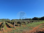 Terreno agricolo - Verteneglio (05682)