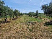 Terreno agricolo - Cittanova (05003)