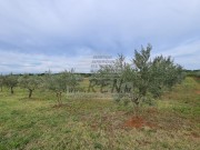 Terreno agricolo - Cittanova (04422)