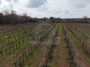 Terreno agricolo - Verteneglio (05681)
