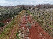 Terreno agricolo - Verteneglio (05682)