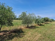 Terreno agricolo - Cittanova (05003)