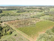 Terreno agricolo  - Verteneglio (05682)