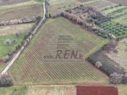 Terreno agricolo - Verteneglio (05681)