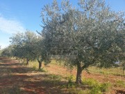 Terreno agricolo  - Cittanova (04472)