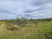Terreno agricolo  - Cittanova (04422)