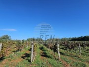 Terreno agricolo - Verteneglio (05682)