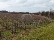 Terreno agricolo - Verteneglio (05681)
