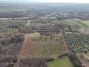 Terreno agricolo - Verteneglio (05682)