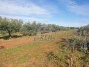 Terreno agricolo - Cittanova (04472)