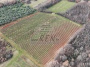 Terreno agricolo - Verteneglio (05682)