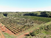 Terreno agricolo - Verteneglio (05682)