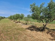 Terreno agricolo - Cittanova (05003)