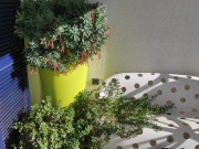 Appartamento - Pula (04723)