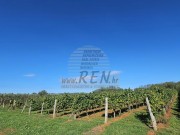Terreno agricolo - Verteneglio (05682)