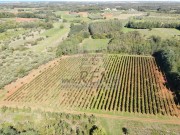 Terreno agricolo - Verteneglio (05682)