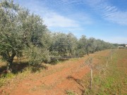 Terreno agricolo - Cittanova (04472)