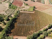 Terreno agricolo - Verteneglio (05681)
