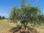 Terreno agricolo - Cittanova (05003)