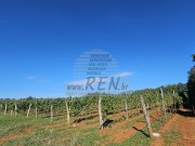 Terreno agricolo - Verteneglio (05682)