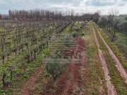 Terreno agricolo - Verteneglio (05682)