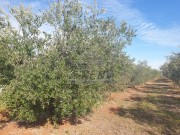 Terreno agricolo - Cittanova (04472)