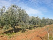 Terreno agricolo - Cittanova (04472)