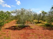 Terreno agricolo - Cittanova (04710)