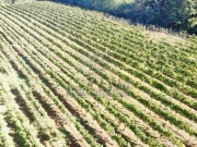 Terreno agricolo - Verteneglio (05682)