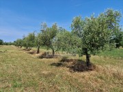 Terreno agricolo - Cittanova (05003)