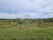 Terreno agricolo - Cittanova (04422)