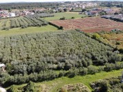 Terreno agricolo - Cittanova (05024)