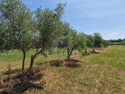 Terreno agricolo - Cittanova (05003)