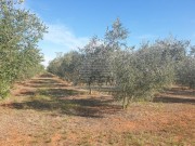Terreno agricolo - Cittanova (04472)