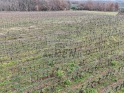 Terreno agricolo - Verteneglio (05682)