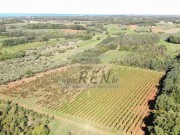 Terreno agricolo - Cittanova (05770)