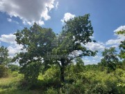 Terreno agricolo  - Parenzo (04762)